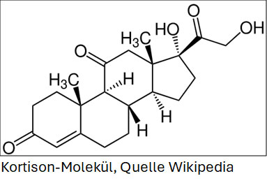 Kortison Molekuel